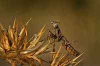 Kudlanka Spallanzianova - Ameles spallanzania - European dwarf mantis 5568